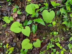 Aristolochia macrophylla