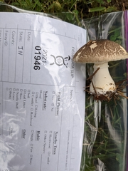 Leucoagaricus