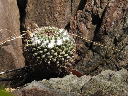 Mammillaria sonorensis