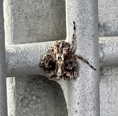 Stephanopis altifrons