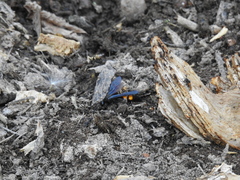 Pygodasis ephippium ephippium