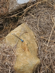 Argia apicalis