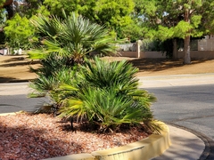 Chamaerops humilis