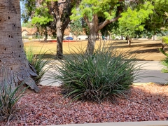 Hesperaloe parviflora