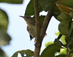 Cantorchilus modestus