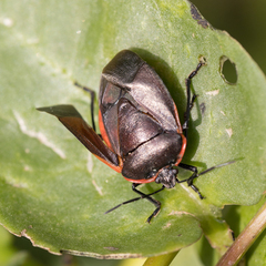 Rhyssocephala rufolimbata