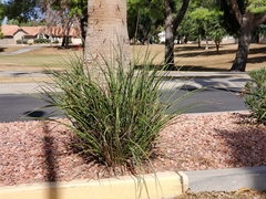 Hesperaloe parviflora