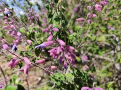 Salvia semiatrata