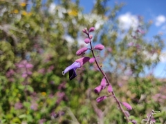 Salvia semiatrata