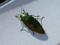 Eurythyrea micans