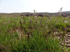 Poa mansfieldii