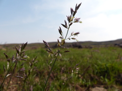 Poa mansfieldii