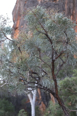 Grevillea pyramidalis leucadendron