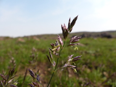 Poa mansfieldii