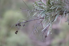 Grevillea pyramidalis leucadendron