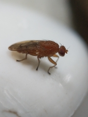 Suillia quinquepunctata