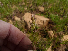 Poa mansfieldii
