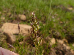 Poa mansfieldii