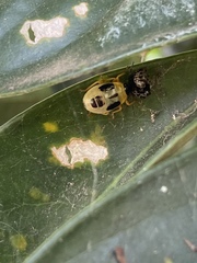 Supputius cincticeps