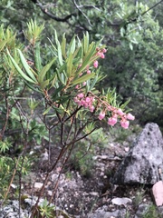 Comarostaphylis