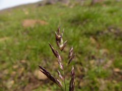 Poa mansfieldii