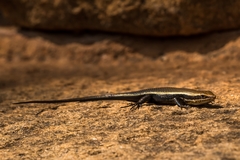 Eutropis madaraszi