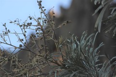 Grevillea pyramidalis leucadendron