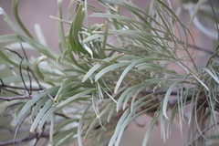 Grevillea pyramidalis leucadendron