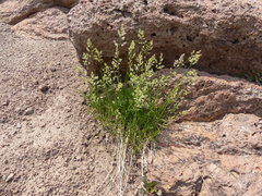 Poa mansfieldii