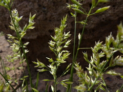 Poa mansfieldii