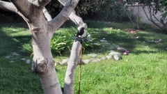 Molothrus bonariensis