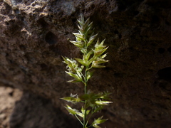 Poa mansfieldii