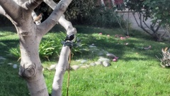 Molothrus bonariensis