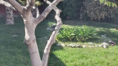 Molothrus bonariensis