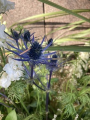 Eryngium amethystinum