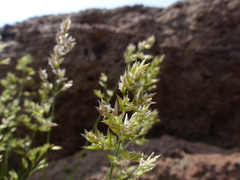 Poa mansfieldii