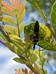 Zelus armillatus