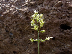 Poa mansfieldii