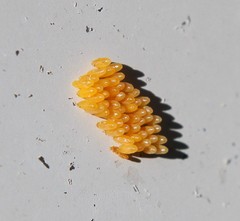 Coccinella septempunctata