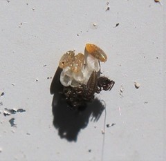 Coccinella septempunctata