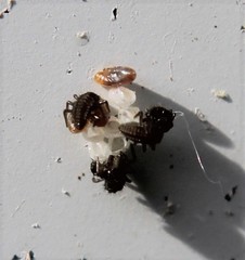 Coccinella septempunctata