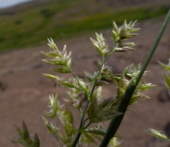 Poa mansfieldii