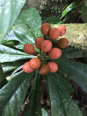 Schoenobiblus daphnoides