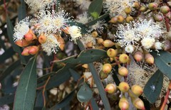 Eucalyptus socialis