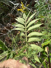 Rhus copallina image