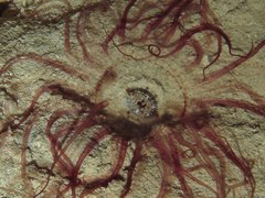 Isarachnanthus