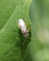 Brachycarenus tigrinus