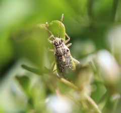 Brachycarenus tigrinus