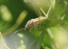 Brachycarenus tigrinus