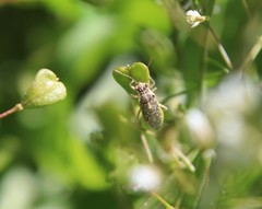 Brachycarenus tigrinus